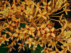 Saraca