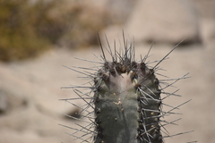 Neoraimondia arequipensis