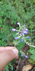 Salvia alamosana