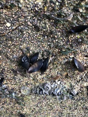 Semimytilus patagonicus