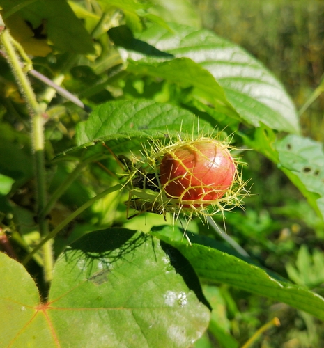 Passiflora lanuginosa