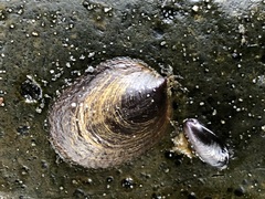 Crepidula onyx