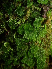 Hymenophyllum polyanthos