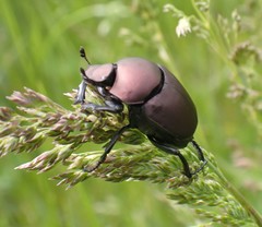 Canthon chalcites