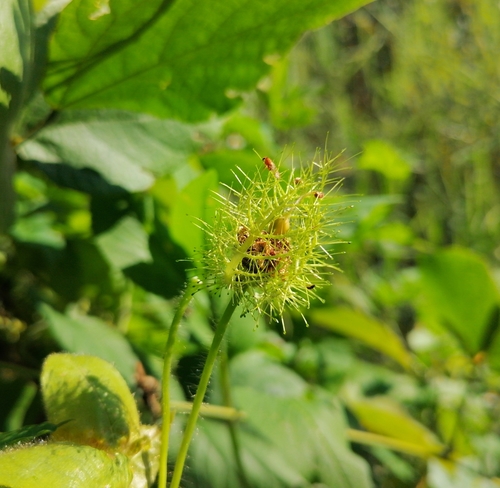Passiflora lanuginosa