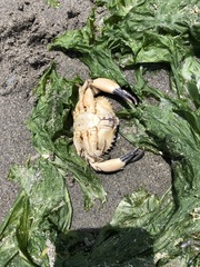 Cycloxanthops sexdecimdentatus