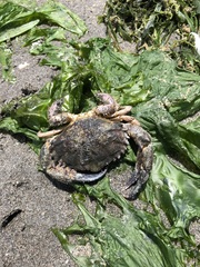 Cycloxanthops sexdecimdentatus