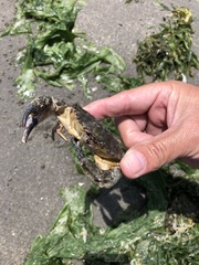 Cycloxanthops sexdecimdentatus