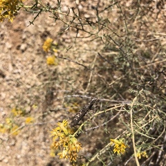 Litaneutria ocularis