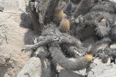 Haageocereus pseudomelanostele