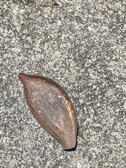 Peltophorum
