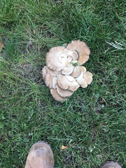 Pleurotus ostreatus