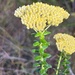 Cassinia denticulata - Photo (c) Margaret Sky,  זכויות יוצרים חלקיות (CC BY-NC), הועלה על ידי Margaret Sky