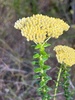 Stiff Cassinia - Photo (c) Margaret Sky, some rights reserved (CC BY-NC), uploaded by Margaret Sky