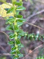 Cassinia denticulata