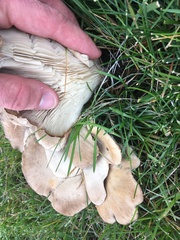 Pleurotus ostreatus