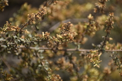Asteraceae
