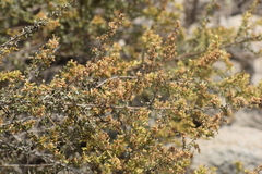 Asteraceae