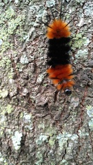 Turuptiana obliqua