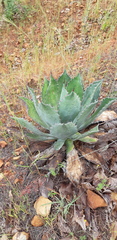 Agave maximiliana maximiliana