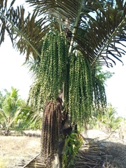Arenga pinnata
