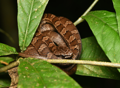 Mastigodryas alternatus