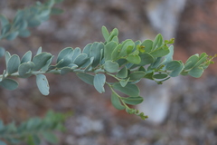 Acacia bivenosa