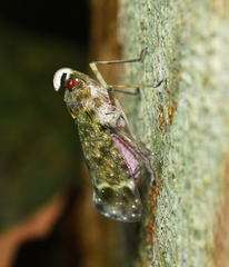 Enchophora sanguinea