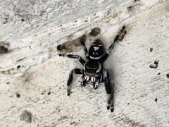 Phidippus albulatus