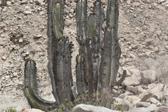Neoraimondia arequipensis