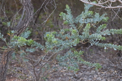 Acacia bivenosa
