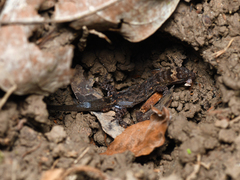Lepidoblepharis xanthostigma