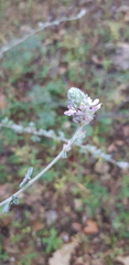 Dalea tomentosa