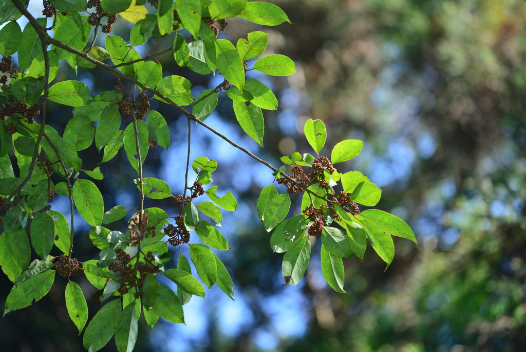 Ilex sect. Micrococca