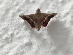 Endotricha repandalis