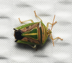 Edessa collaris-group