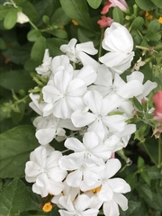 Plumbago auriculata