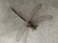 Gynacantha subinterrupta