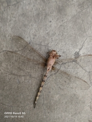 Gynacantha subinterrupta