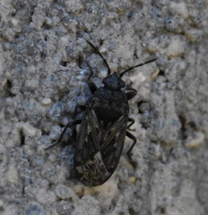 Peritrechus convivus