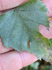 Melampsoridium betulinum