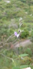 Salvia aequidistans
