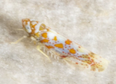 Dikrella maculata