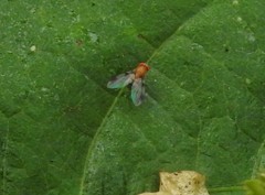 Leucophenga