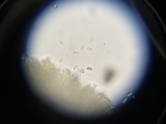 Lanzia luteovirescens