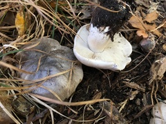 Tricholoma pullum