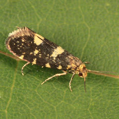 Lampronia corticella