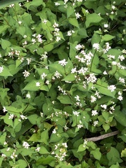 Persicaria thunbergii