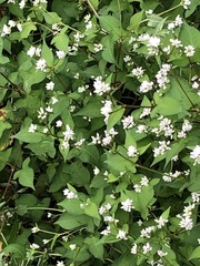 Persicaria thunbergii