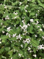 Persicaria thunbergii